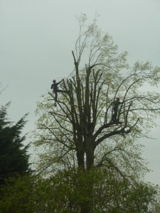 Large Lime tree halfway through a crown reduction