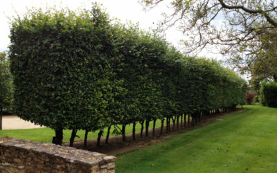 Hedge Trimming and Restoration