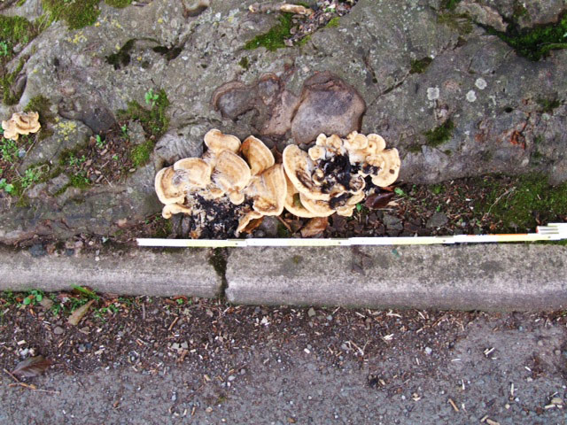 Fungi And Decay In Trees Tree Maintenance Ltd fungi-and-decay-in-trees-tree-maintenance-ltd
