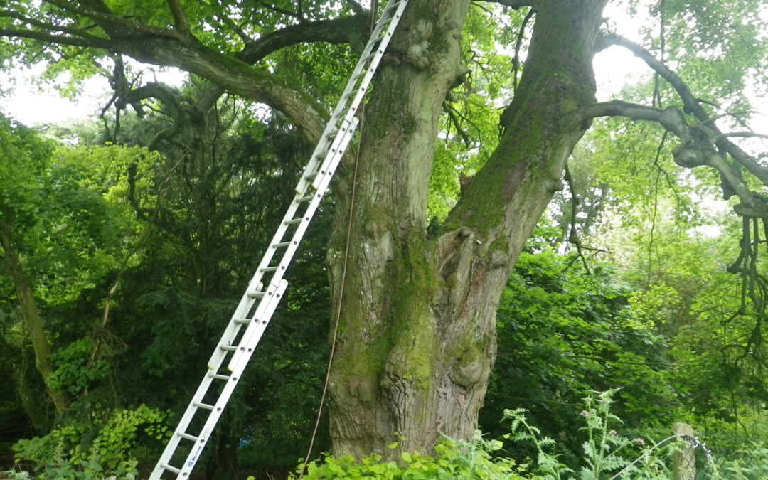 The Weeping Silver Lime