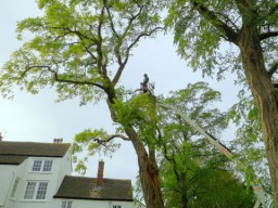 A Mobile Elivated Work Platform aka MEWP often used to access the tree canopy and to work from