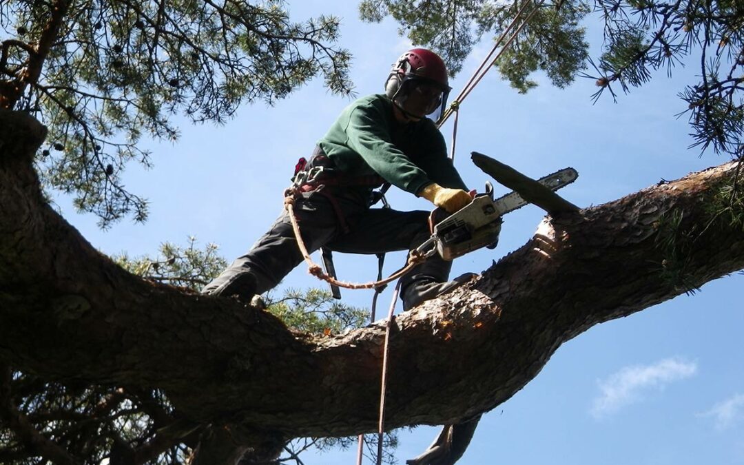 Photo of arborist up a tree in a harness with a chainsow