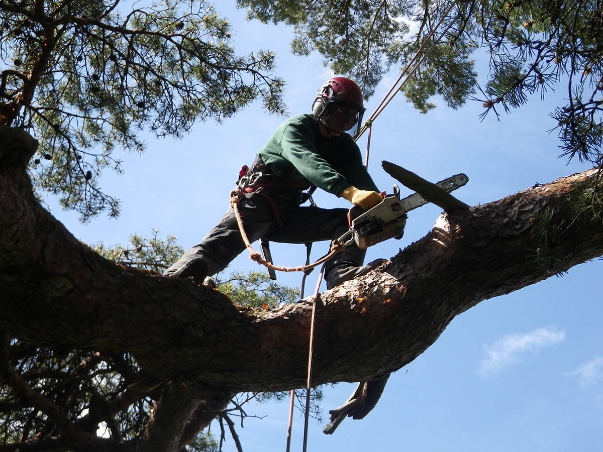 Photo of arborist up a tree in a harness with a chainsow