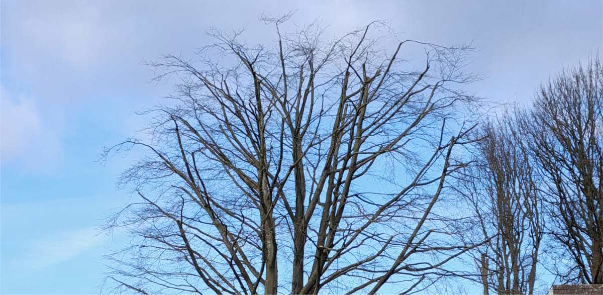 Tree canopy or crown reduction is a selective pruning technique