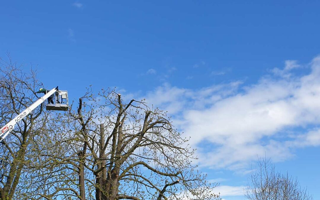 Enhancing Tree Health and Stability of 2 Horse Chestnut Trees