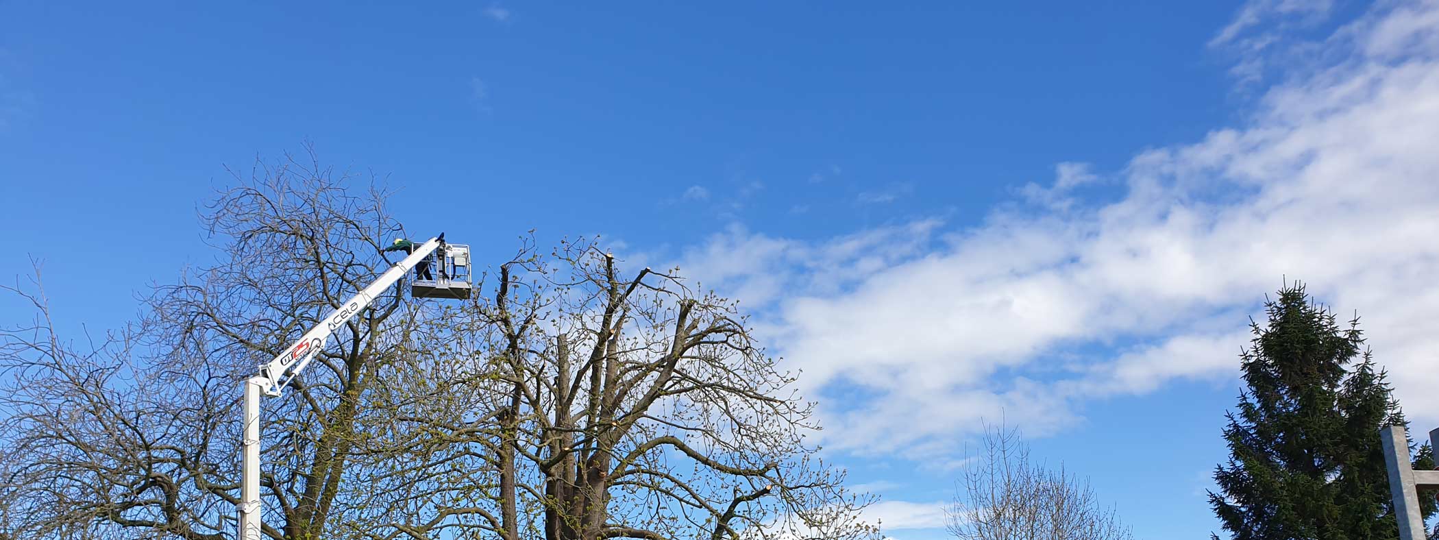 Enhancing Tree Health and Stability of 2 Horse Chestnut Trees