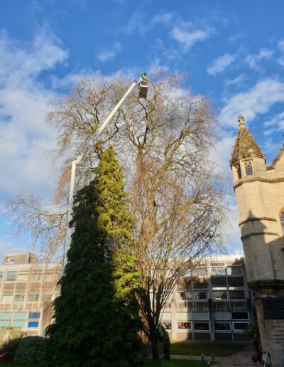 Our MEWP (Mobile Elevated Work Platform) can significantly improve safety in arboriculture