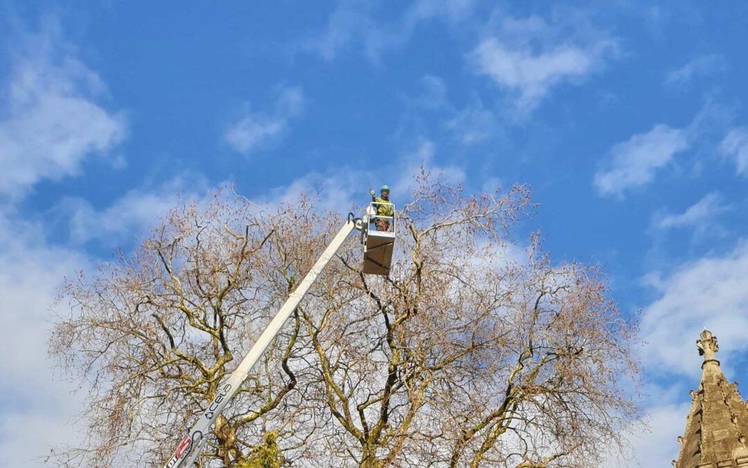 Our MEWP (Mobile Elevated Work Platform) can significantly improve safety in arboriculture