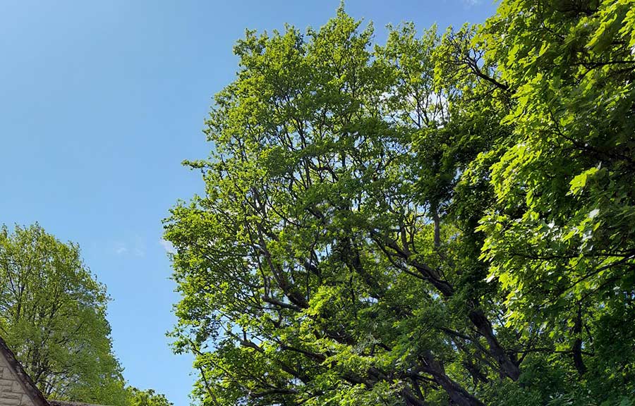 Professional Arborist & Tree Services | Tree Maintenance Ltd