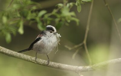 What about the nesting birds?