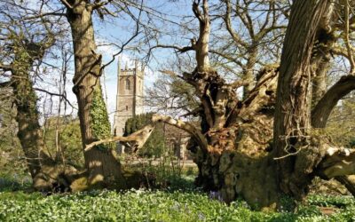 The Curious Case of Britain’s Ancient Trees