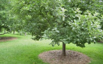 Caring for Young Trees in Summer