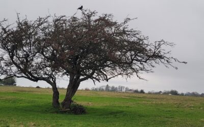 The Hedge That Does Everything – A closer look at the Common Hawthorn