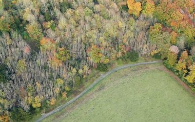 Ash Dieback – Summer 2026 update
