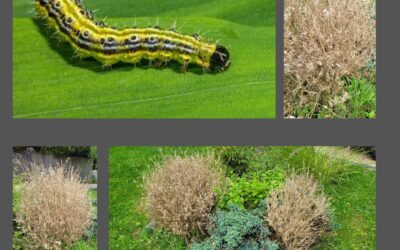 Why Is My Box Hedge Turning Brown?