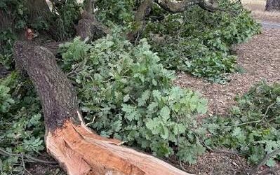 Summer Branch Drop