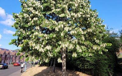 Helping Trees Through a Heatwave