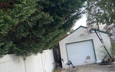 Trees and Neighbours – Where Do You Stand?