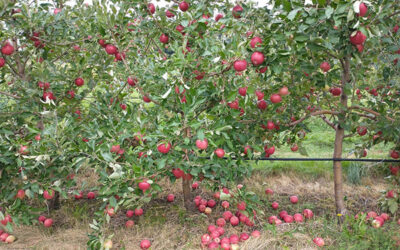 Fruit Trees, June Drop… and a Little Summer Pruning