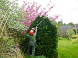 Careful trimming of an overgrown conifer