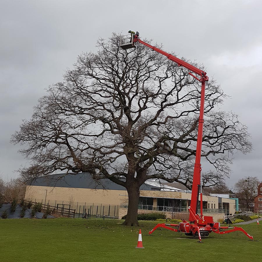 Commercial Tree Services