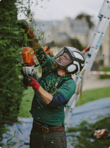 Expert Tree Advice & Consultancy Services