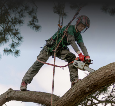 Tree Maintenance Cutting Tree