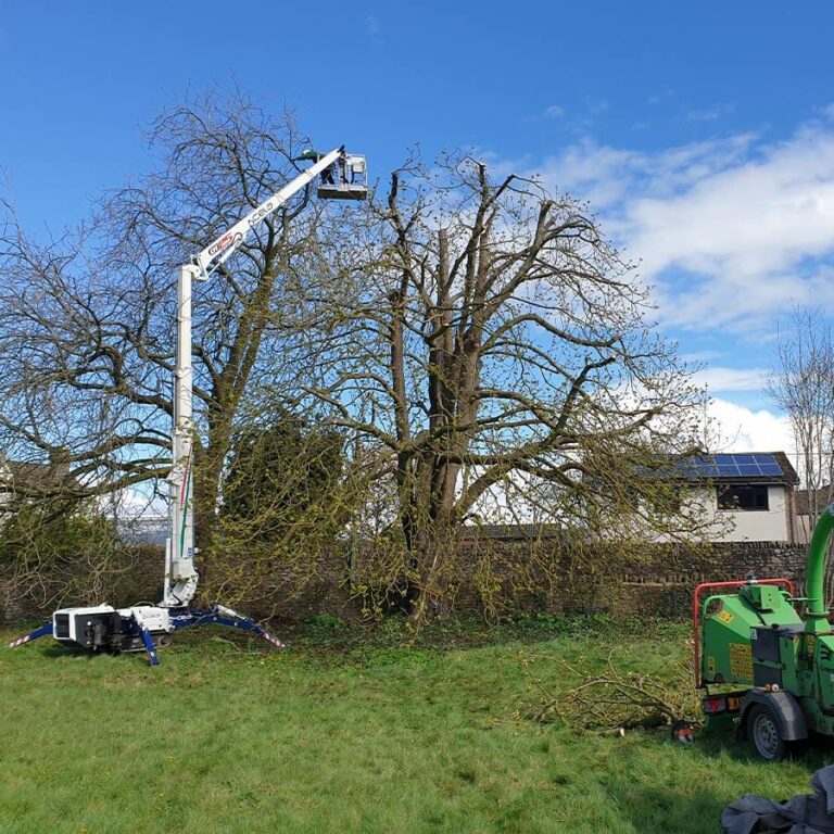 Tree Pruning & Shaping