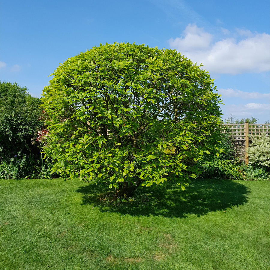 Tree Pruning & Shaping Results