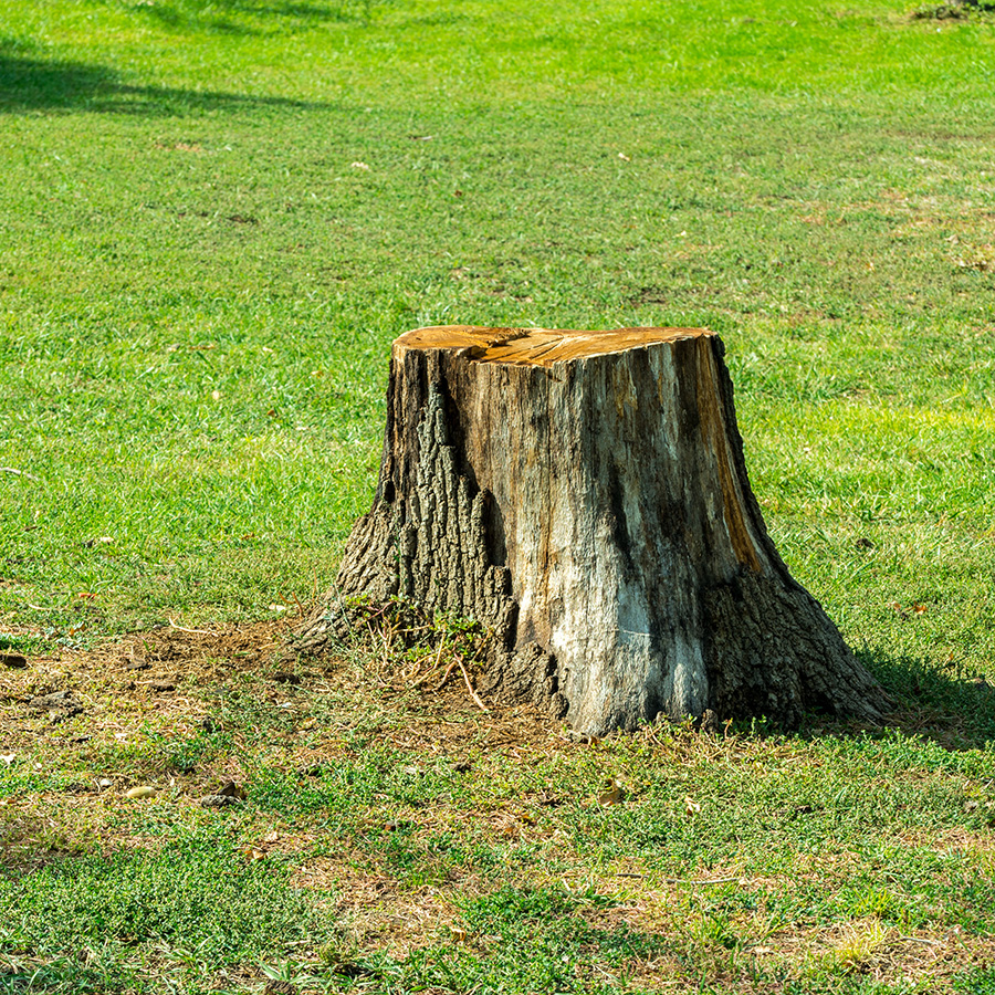 Tree Stump Removal Services