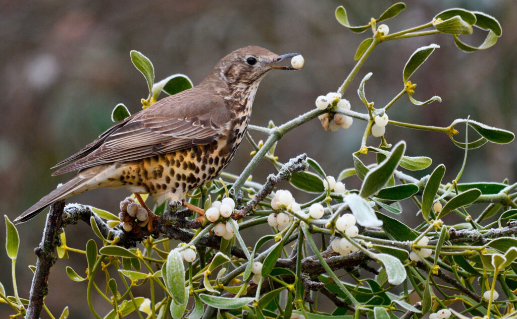Bird eating Mistletoe