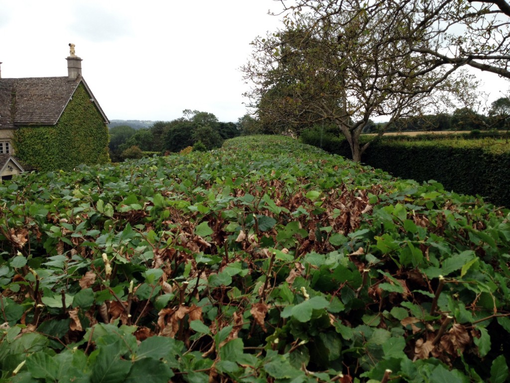 Newly trimmed Beech hedge