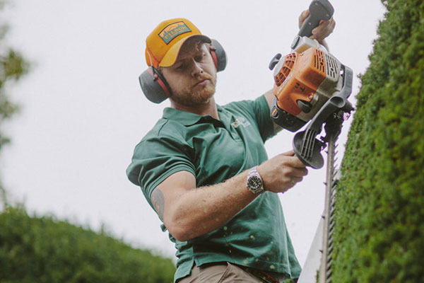 Hedge Trimming & Shaping