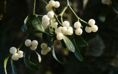 Mistletoe: Nature’s Curious Guest and a Festive Favourite